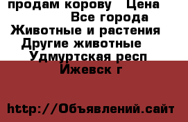 продам корову › Цена ­ 70 000 - Все города Животные и растения » Другие животные   . Удмуртская респ.,Ижевск г.